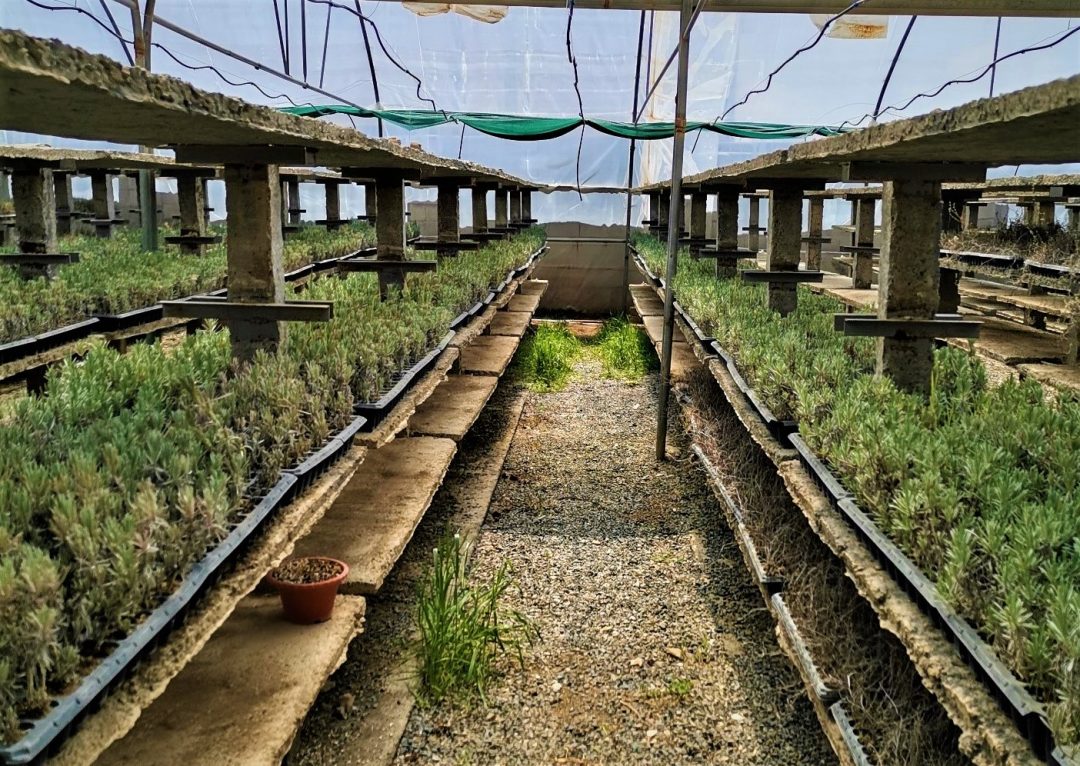 کارخانه گیاهان دارویی کاسیا استان مرکزی